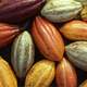 Cacao Brésil : Le Brésil veut révolutionner l’industrie du cacao