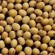 Soja Argentine : La récolte stagne
