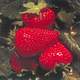 Fraises Italie : Les exportations au plus bas depuis 5 ans
