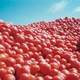Tomates UE : Le printemps humide retarderait la plantation de tomates
